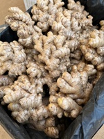 Gingembre jaune frais cru de 3 ans, soigneusement sélectionné, en gros morceaux solides, petit gingembre Huang naturel pour la cuisine et les épices