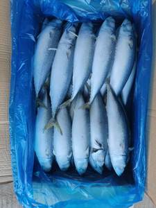 سمك ماكريل مأكولات بحرية مجمدة دائرية كاملة للأطعمة المعلبة - Product Image 5