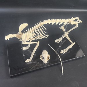 Modelo de Hueso de Gato para Demostración Médica <span class=keywords><strong>Veterinaria</strong></span>, Modelo de Esqueleto Felino de Material PVC - Product Image 5