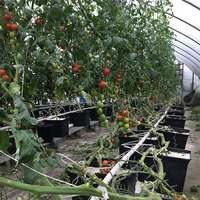 Serre agricole multi-travées en polycarbonate type Venlo avec garantie de 10 ans pour la culture de tomates