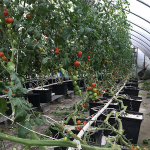 Serre à tomates multi-spans d'Afrique du Sud avec irrigation goutte à goutte, fenêtres de ventilation et filet d'ombrage - Product Image 6