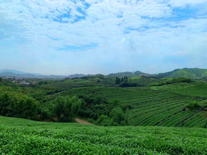 EA. owder. rganic. Atcha. - Product Image 5