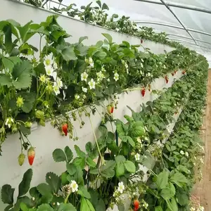 Hydroponic Container System Plastic Greenhouse Strawberry Cultivation Tray Nft For Strawberries Stand