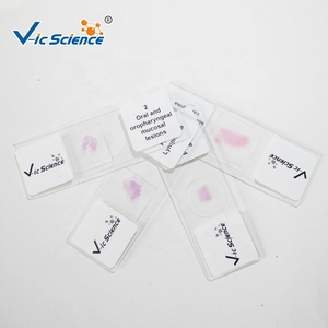 Vetrini per Microscopia dell'Istologia Dentale Umana, Quattro Fasi dello Sviluppo del Dente su Vetro, Vetrini Preparati per Parti della Bocca - Product Image 4