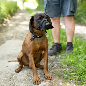 1.5m 1.8m Chó Mõm và dây xích thiết lập cho Chó Hung Dữ đi bộ dây xích phụ kiện thiết lập chống cắn có thể điều chỉnh barkless Pet Xích - Product Image 3