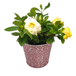 Pots de fleurs décoratifs, <span class=keywords><strong>en</strong></span> fer, style rétro, cour de <span class=keywords><strong>jardin</strong></span>, ornement pour pots de fleurs, bassin réception, seau <span class=keywords><strong>en</strong></span> métal - Product Image 5