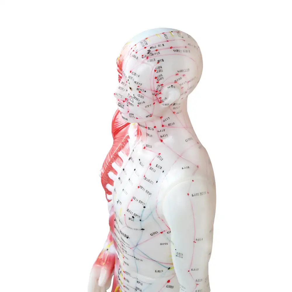 Chinese Acupuncture Model With Muscles 60/85/170センチメートルHuman Body Acupuncture Point Model