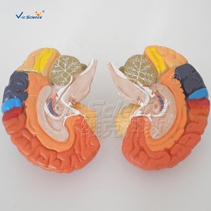 Modèle de zones fonctionnelles cérébrales codées par couleur pour l'enseignement de la neurologie <span class=keywords><strong>et</strong></span> de l'anatomie en faculté de médecine, formation aux compétences infirmières CE/ISO/ROHS/CNAS - Product Image 6