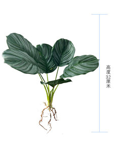 ใบต้นแอปเปิ้ลประดิษฐ์แบบมัดรวม ต้นไม้สีเขียวตกแต่งห้างสรรพสินค้า ใบต้นคาลาเทียสำหรับตกแต่งบ้าน ห้องตัวอย่าง จัดสวนจำลอง สมจริงสูง - Product Image 5