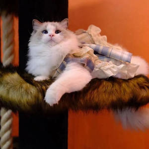 <strong>Graceful</strong> Autumn Winter Dog <strong>Pet</strong> Lace Princess Dress - Product Image 3