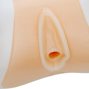 Modello per Addestramento Ecografia Uterina con Strutture Pelviche Complete |   Modello di Simulazione per Ecografia Isteroscopica con Sonda Transrettale e Convessa - Product Image 4