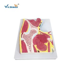 Cross-sectional Hip Joint Anatomy Model plastic joint skeleton model hip joint model