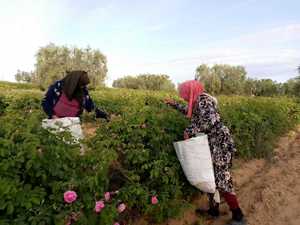 Bahia Laboratoire Aceite de Opuntia Orgánico al por Mayor, Ultraligero, de Rápida Absorción, para Todo Tipo de Piel, 3 Años de Duración, para un Cuidado de Lujo - Product Image 5