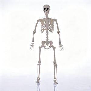 Squelette d'Halloween <span class=keywords><strong>de</strong></span> simulation humaine, accessoires <span class=keywords><strong>de</strong></span> décoration pour fête d'<span class=keywords><strong>horreur</strong></span>, squelette d'<span class=keywords><strong>horreur</strong></span>, enseignement <span class=keywords><strong>de</strong></span> <span class=keywords><strong>l</strong></span>'<span class=keywords><strong>anatomie</strong></span> humaine - Product Image 1