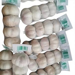 Suministro al por mayor de semillas de <span class=keywords><strong>ajo</strong></span> fresco de China, incluyendo <span class=keywords><strong>ajo</strong></span> rojo, <span class=keywords><strong>morado</strong></span>, normal y blanco, de 5.5 cm, de Shandong, listo para comer, almacenado en frío. - Product Image 1
