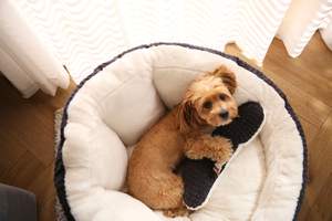 Cama para Perro con Patrón de Cuadros al por Mayor Cómoda y Cálida en Beige y Negro con Cojín Decorativo - Product Image 5