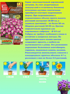 Kit de plantes en pot de pétunia nain de haute qualité pour la plantation au sol, pétunia miniature pour la décoration de la maison - Product Image 3