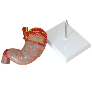 Modello Anatomico <span class=keywords><strong>del</strong></span> Stomaco Umano Ingrandito 1,5 Volte per lo Studio della Digestione in <span class=keywords><strong>Scienze</strong></span> Mediche - Product Image 4