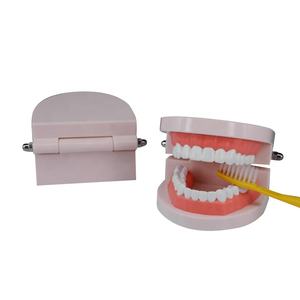 Denti per cure odontoiatriche bambini spazzolatura modello di studio modello dentale educativo modello orale a 28 denti con gengive morbide - Product Image 4