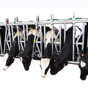 หัวล็อกวัวโรงนาขนาดใหญ่ออกแบบตามต้องการสำหรับฟาร์มโคนม - Product Image 1
