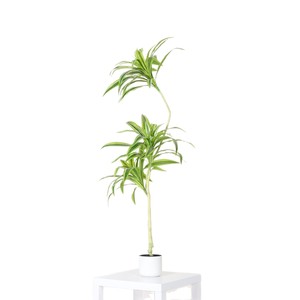 Plante artificielle <span class=keywords><strong>en</strong></span> plastique Dracaena Fragrans <span class=keywords><strong>en</strong></span> <span class=keywords><strong>pot</strong></span>, ornement de jardin pour le bureau, la maison, la décoration, faux arbres, plantes artificielles - Product Image 5