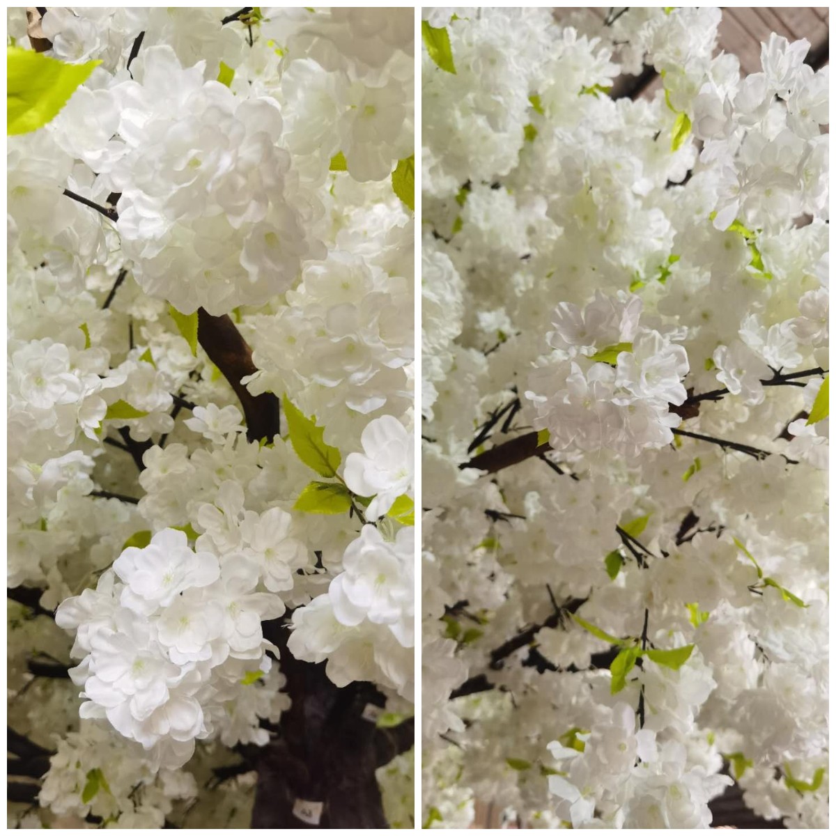 Blanc