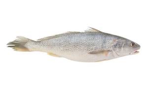 Croaker entier congelé, sauvage et naturel, de qualité supérieure, riche en protéines et faible en glucides, pour la restauration (HoReCa) - Product Image 4