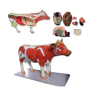 पशु मांसपेशी मॉडल बोवाइन एनाटॉमी मॉडल शारीरिक शिक्षा - Product Image 3