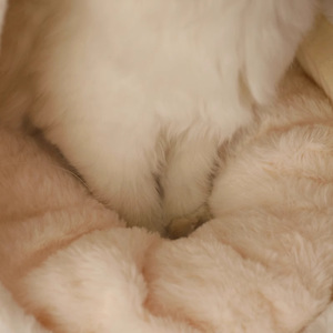 <b>Cat</b> Bed Oval Soft Faux Fur Enclosed Warm Winter Pet Bed For <b>Cat</b> - Product Image 2