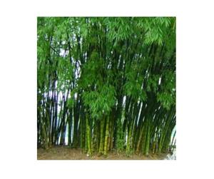 Extrait de bambou en poudre - Product Image 1