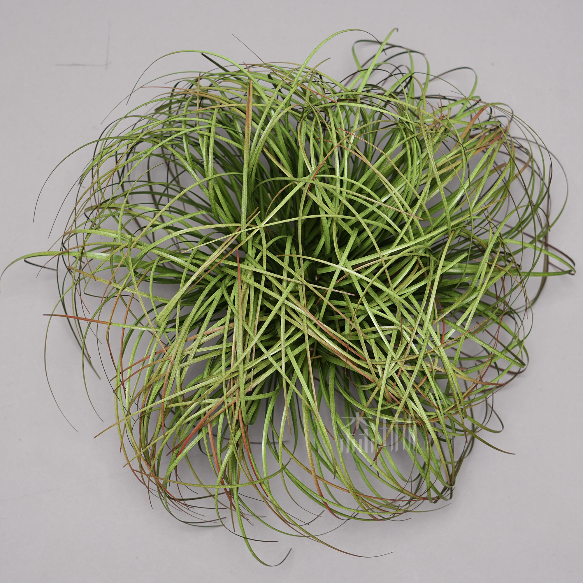Petit touffe d'herbe 20cm