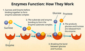 Wuhan Healthdream Préparation enzymatique de fermentation de la chymosine naturelle 1,500 IMCU/g Additifs alimentaires au lait - Product Image 2