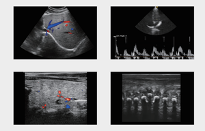 Equipo de Ultrasonido Médico Portátil 3D/4D/5D, Dispositivo de Diagnóstico Móvil de Ultrasonido a Color, Escáner de Ultrasonido Único - Product Image 3