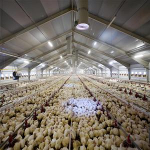 Pollaio in acciaio economico-installazione rapida e manutenzione minima - Product Image 4