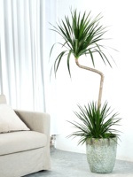 Grand pot de fleurs en ciment à motif écaille de tortue, style vintage moderne rétro, pour Dracaena marginata et Monstera, de Simple Green International