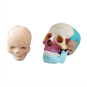Modelo de cráneo fetal de ciencia médica ADA y modelo de cráneo humano de color para demostración de enfermedades herramienta de enseñanza médica - Product Image 1