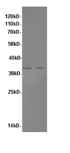 Kháng thể polyclonal <span class=keywords><strong>myd88</strong></span> - Product Image 2
