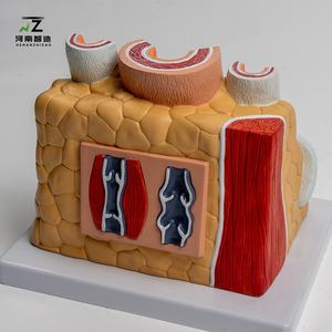 Simulación de arterias y venas humanas con jerarquía vascular ampliada, modelo anatómico cardiovascular - Product Image 5