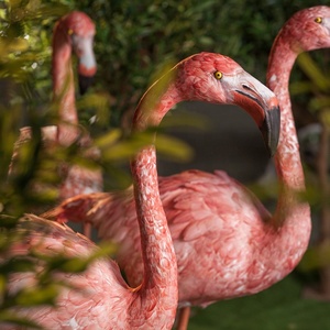 Bluelizard-Oiseau décoration de Parc Avec plume Flamingo Land Utilisant Animatronique En Mouvement Flamant modèles - Product Image 4