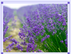 Ramo de Lavanda Seca Premium al por Mayor, Lavanda Aromática Seca al Aire Natural y Ecológica, 100g/Paquete, Aroma para el Hogar, Aromaterapia, Floristerías - Product Image 6