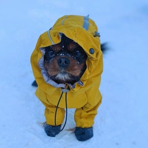 Qiqu Pet Shop Sản Phẩm Trực Tuyến Trang Phục Quần Áo Quần Áo Áo Khoác Ấm Mùa Đông Spaniel Màng Chống Thấm Toàn Thân Cho Chó - Product Image 2