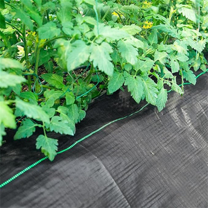 Tissu de paillis en plastique anti-UV pour lit de fleurs, allée, jardin et serre. - Product Image 6