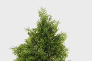 Planta Artificial profesional de alta calidad de estilo nórdico, 60cm, 13 ramas, árbol de Navidad denso, plantas bonsái - Product Image 3