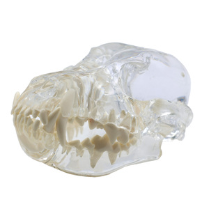 Modelo Transparente de Cráneo Canino con Dientes, Réplica Clara de Anatomía Dental de Mandíbula Canina para Enseñanza y Demostración Veterinaria - Product Image 1