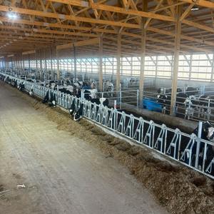 Clip à griffes pour animaux de haute qualité, 3 m, 4 positions, pour <span class=keywords><strong>enclos</strong></span> à bétail, acier galvanisé à chaud, clip pour le cou des vaches, argent, verrouillage de la tête des bovins - Product Image 6