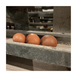 Système de batterie <span class=keywords><strong>motorisé</strong></span> <span class=keywords><strong>automatique</strong></span> en acier galvanisé à bon prix pour cages à poules pondeuses de type H - Product Image 3