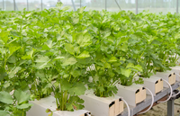 Système hydroponique NFT à recirculation plate en PVC de qualité alimentaire Seedafarm, pompe à eau automatique, culture hors-sol de légumes-feuilles 1 6
