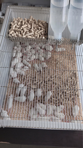 Cage pour souris de laboratoire, cage d'élevage pour rats de laboratoire R5 avec couvercle en maille d'acier inoxydable, logement pour rongeurs autoclavable et empilable - Product Image 4