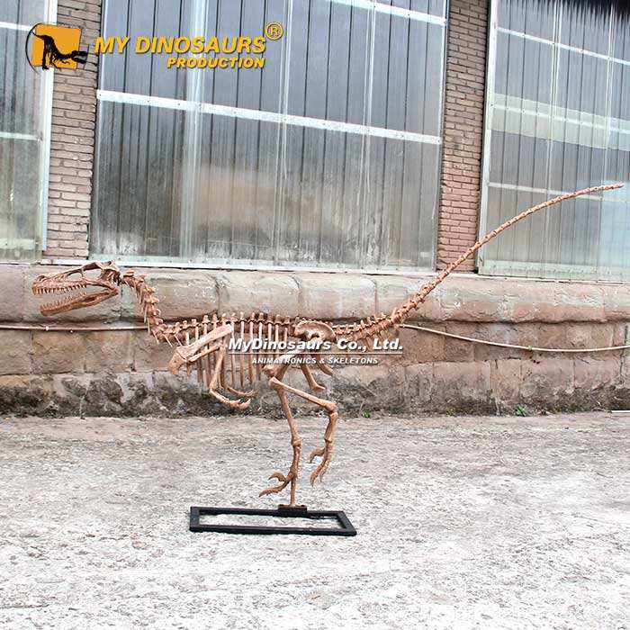 Raptor Fossils Deinonychus Jurassic World Dinosaur Fossil