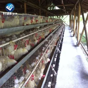 Cage à poulet de 5000 oiseaux, équipement agricole, new design, à la mode